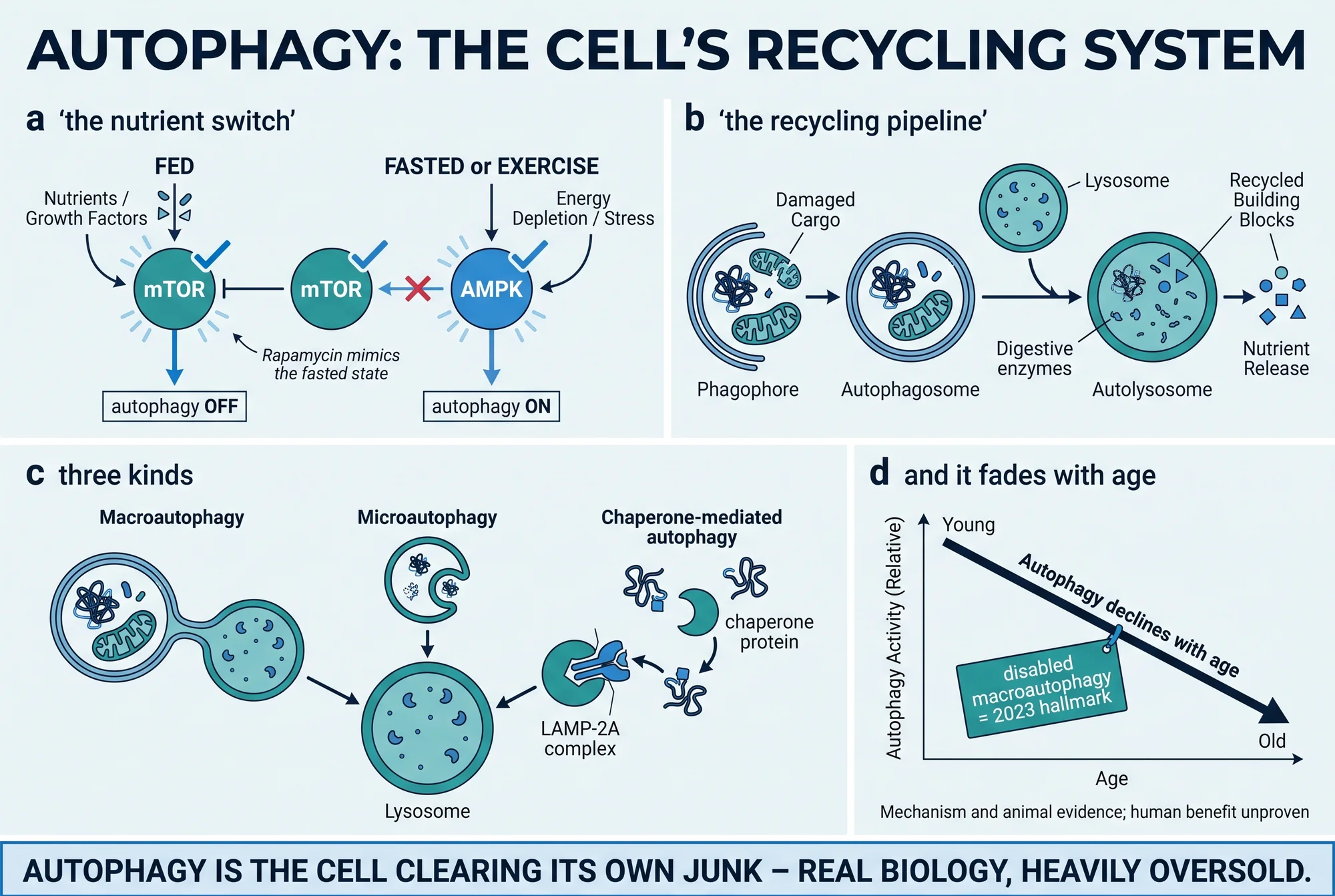 Illustrated plate explaining autophagy as the cell's recycling system
