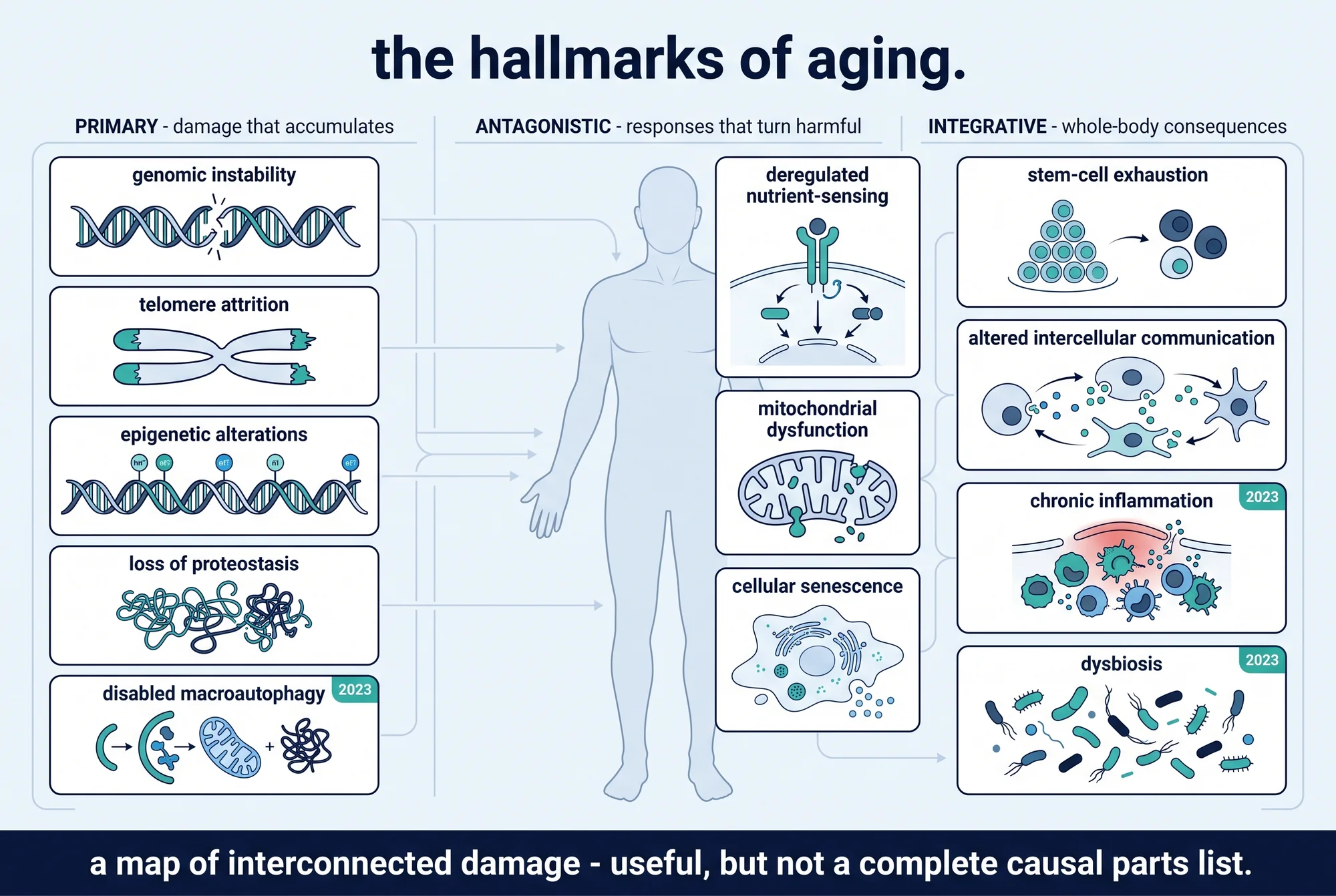 Illustrated map of the interconnected hallmarks of aging