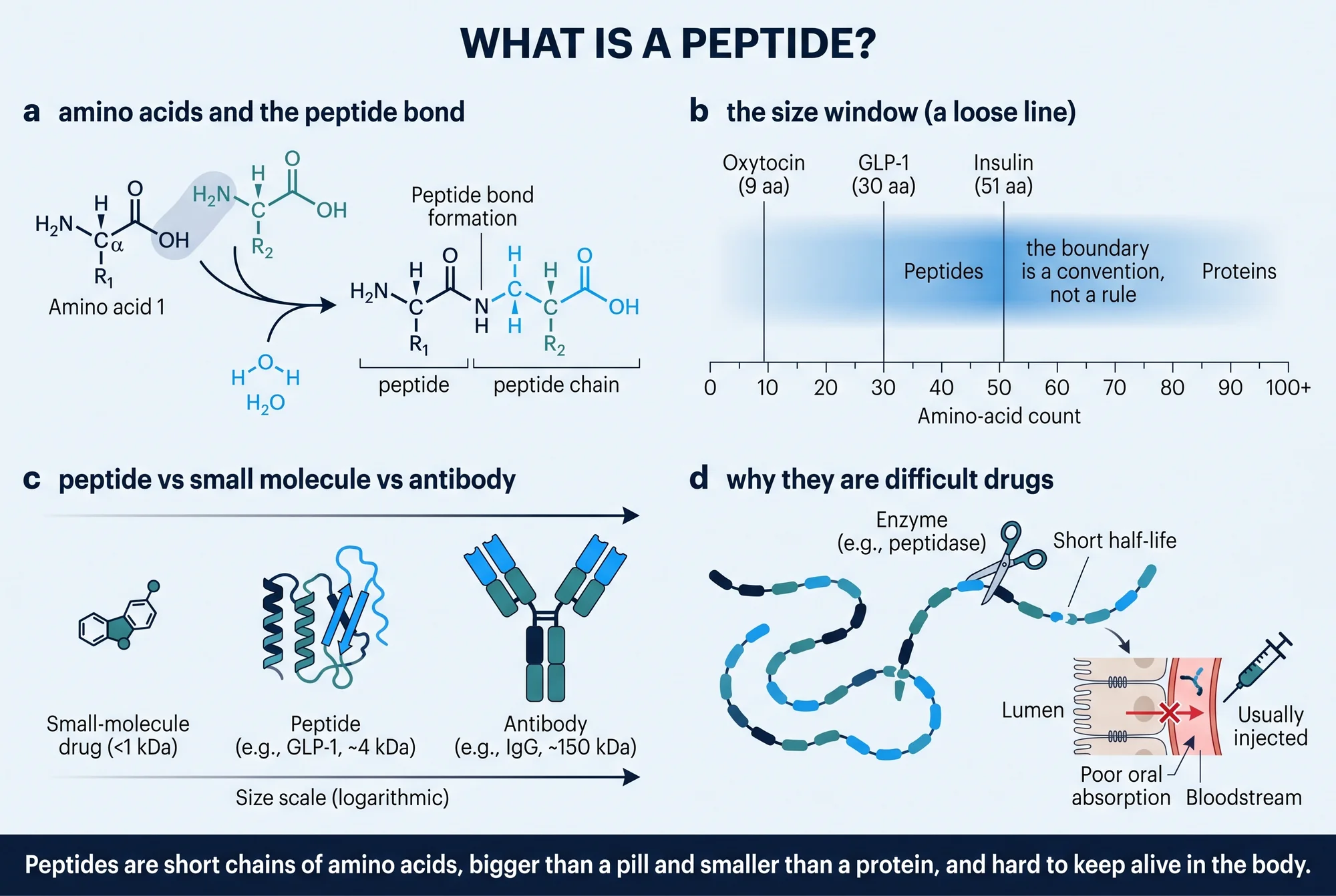 Illustrated plate explaining peptide structure, scale, and drug behavior