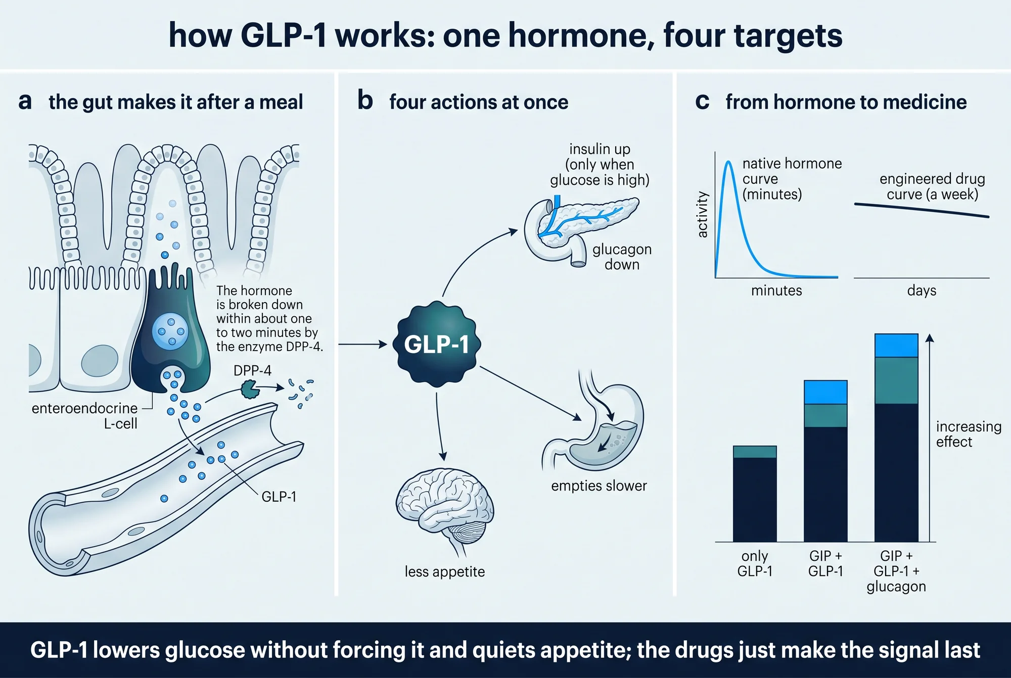Illustrated plate showing how GLP-1 acts on four physiological targets